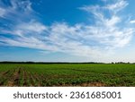 Small photo of Photo of a sown field in spring