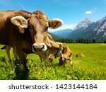 Brown Cow Grazing On Meadow In...