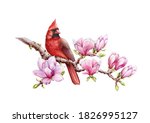 Red Cardinal Bird With Magnolia ...