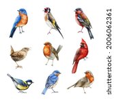 Bird set watercolor illustration. Finch, red cardinal, eastern bluebird, goldfinch, robin, wren image. Realistic garden and forest birds collection. Beautiful backyard avian set on white background