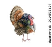Turkey Bird Watercolor...