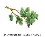 Pine Branch With Cones....