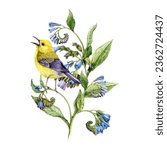 Warbler bird on a blooming comfrey plant. Watercolor illustration. Hand drawn vintage style natural decoration. Singing prothonotary warbler on a blooming comfrey herb. White background