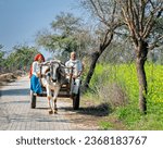 Small photo of New Ateli, Haryana, India-February 6th, 2023: Old farmer couple in their bullock cart going towards farm.