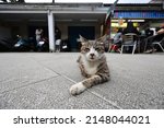Houtong Cat Village  Along The...