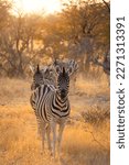 Small photo of Zebra. Wildlife animal in forest field in safari conservative national park in Namibia, South Africa. Natural landscape background.