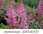Astilbe chinensis 'Vision in Pink' - pink plumes with a dense and upright form