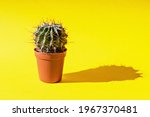 Cactus In A Flower Pot On A...