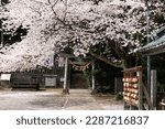 Small photo of Gyoda City, Saitama Prefecture, Japan. 27 March 2023. The precincts of Sakitama Shrine with cherry blossoms in full bloom.