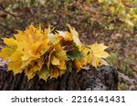 Autumn bouquet of maple leaves lies on a tree, autumn background, selective focus