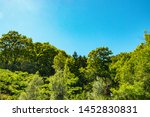 lush green foliage of treetops under the bright blue summer sky