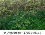 Brambles And Nettles And A Bush
