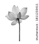 Black white lotus flower...