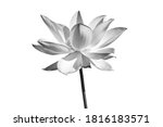 Black white Lotus flower isolated on white background. File with clipping path.