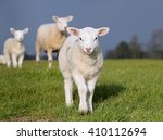 Small photo of Young Lambkin in a spring meadow facing the camera. Low point of view. Other sheep in the background.
