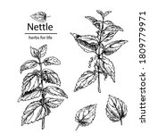 Hand Drawn Nettle Branches With ...