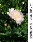 Small photo of Flower japanese pink peony Rhapsody, blooming paeonia lactiflora in summer garden on natural blurred green background, closeup