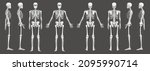 Skeleton Human Front Back Side...