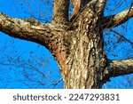 Closeup of a oak tree trunk with many branches against a blue sky