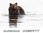 A Grizzly Bear Swims In The...