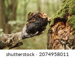 Small photo of man survivalists and gatherer with hands gathering chaga mushroom growing on the birch tree trunk on summer forest. wild raw food chaga parasitic fungus or fungi it is used in alternative medicine