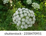 Small photo of Ammi majus, commonly called bishop's flower, false bishop's weed, laceflower, bullwort, etc., is a member of the carrot family Apiaceae