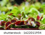Dionaea Muscipula Red color. Venus Flytrap - Predatory plant, Carnivorous Plant