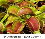 Dionaea Muscipula Typical form. Venus Flytrap - Predatory plant, Carnivorous rare Plant