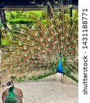 A Peacock Spreading Its Tail To ...