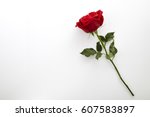 Single beautiful red rose...