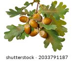 Brown acorns and branch with colorful autumn leaves white background