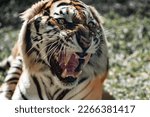 Small photo of Big bengal tiger growls angry zoo