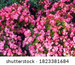 Floral Bright Background Of...