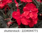 Small photo of Balsamine, red flowers close up