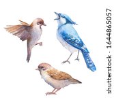 Watercolor Birds Set. Hand...