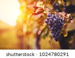Blue Grapes In A Vineyard At...