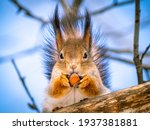 Red Squirrel Holding A Nut....