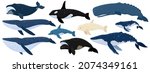 Cartoon set of whales. Beluga, killer whale, humpback whale, cachalot, blue whale, dolphin, bowhead, southern right whale, sperm hale. Underwater world, Marine life. Vector illustration of a whales