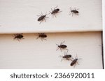 Small photo of Boxelder bugs or Boisea trivittata cling to the walls of a house during the fall season in America. These bugs are redolent and will release a pungent.