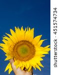 sunflower with blue sky | Shutterstock . vector #451574734