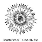 sunflower in line art style. | Shutterstock .eps vector #1656707551