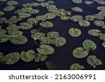 Lily Pads And Flowers On A Lake ...