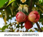 Small photo of Syzygium aqueum (watery rose apple, water apple, bell fruit, jambu air) fruits on the tree. The fruit has a very mild and slightly sweet taste similar to apples, and a crisp watery texture.