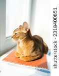 Small photo of Smart cat lying on notebooks. Red kitten of Abyssinian breed sitting on windowsill near window. Learning funny fur fluffy clever kitty, home study. Cute pretty brown red pet pussycat with big ears.