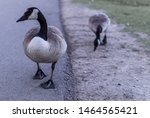 Canadian geese walking around a ...