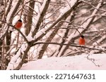 Two Young Male Bullfinches Sit...