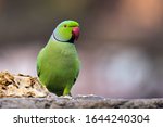 The Rose Ringed Parakeet  Also...