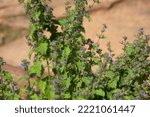 Small photo of Mesosphaerum suaveolens, synonym Hyptis suaveolens, the pignut or chan, is a branching pseudocereal plant