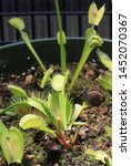 Small photo of Venus fly trap laying open