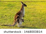 Australian Kangaroo Enjoying...